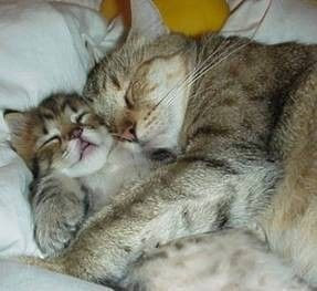 Maman Et Bebe Chat Qui Dorme