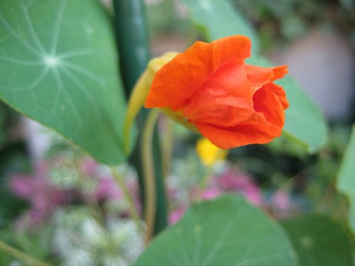 Nasturtium
