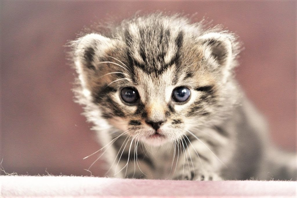 耳が丸い猫っているの 新種 丸耳猫の正体とイエネコの耳が三角の理由 ネコタメ リッチとドラット