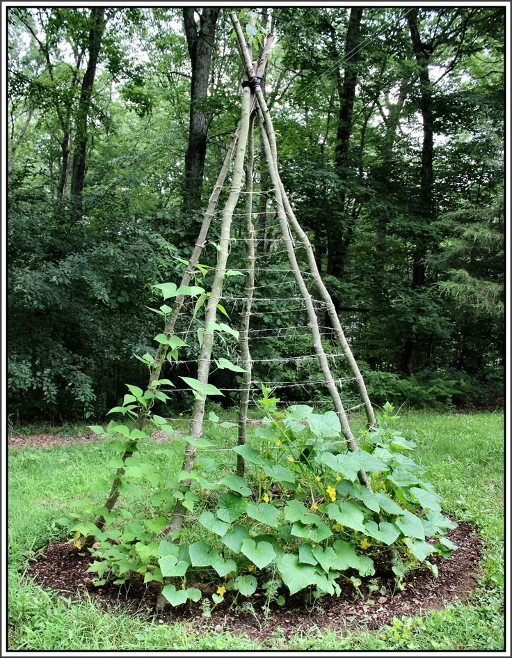 Perfect trellis for cucumbers or melons Hemp rope for securing 