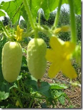Cucumber Boothby Blonde 1