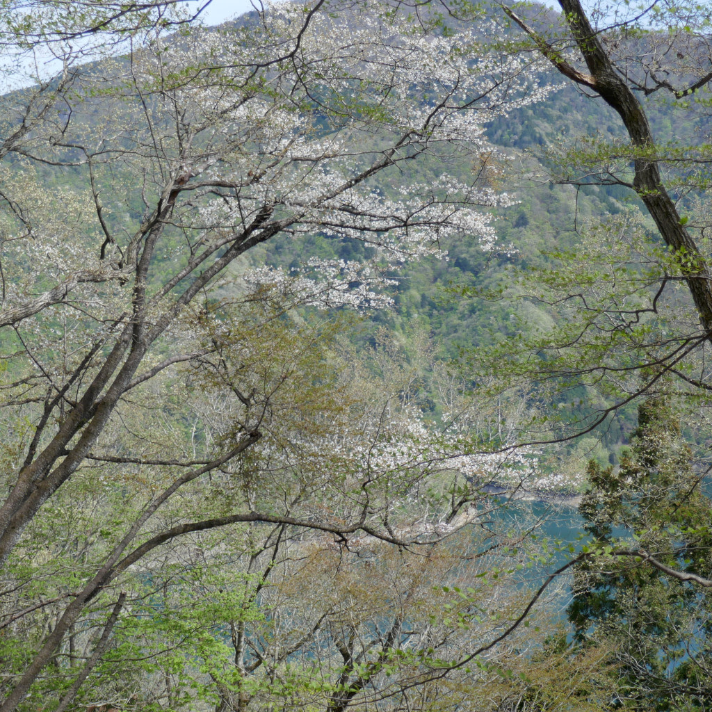 奥多摩山桜ハイク やま ホームページ