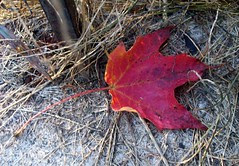 Leaf_10609b