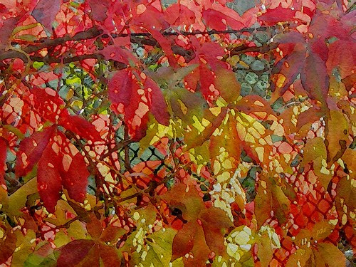 Light Play on Red Leaves on a Wire Fence 1 by pdw's atelier