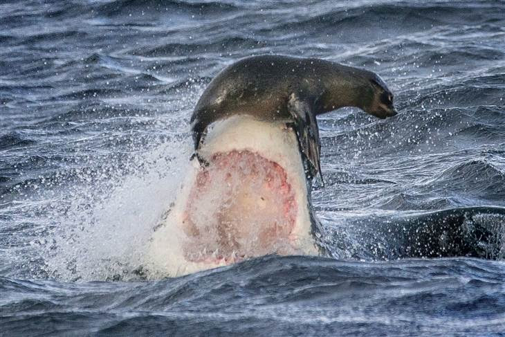 Seal Survives Great White Shark Attack by Balancing on the ...