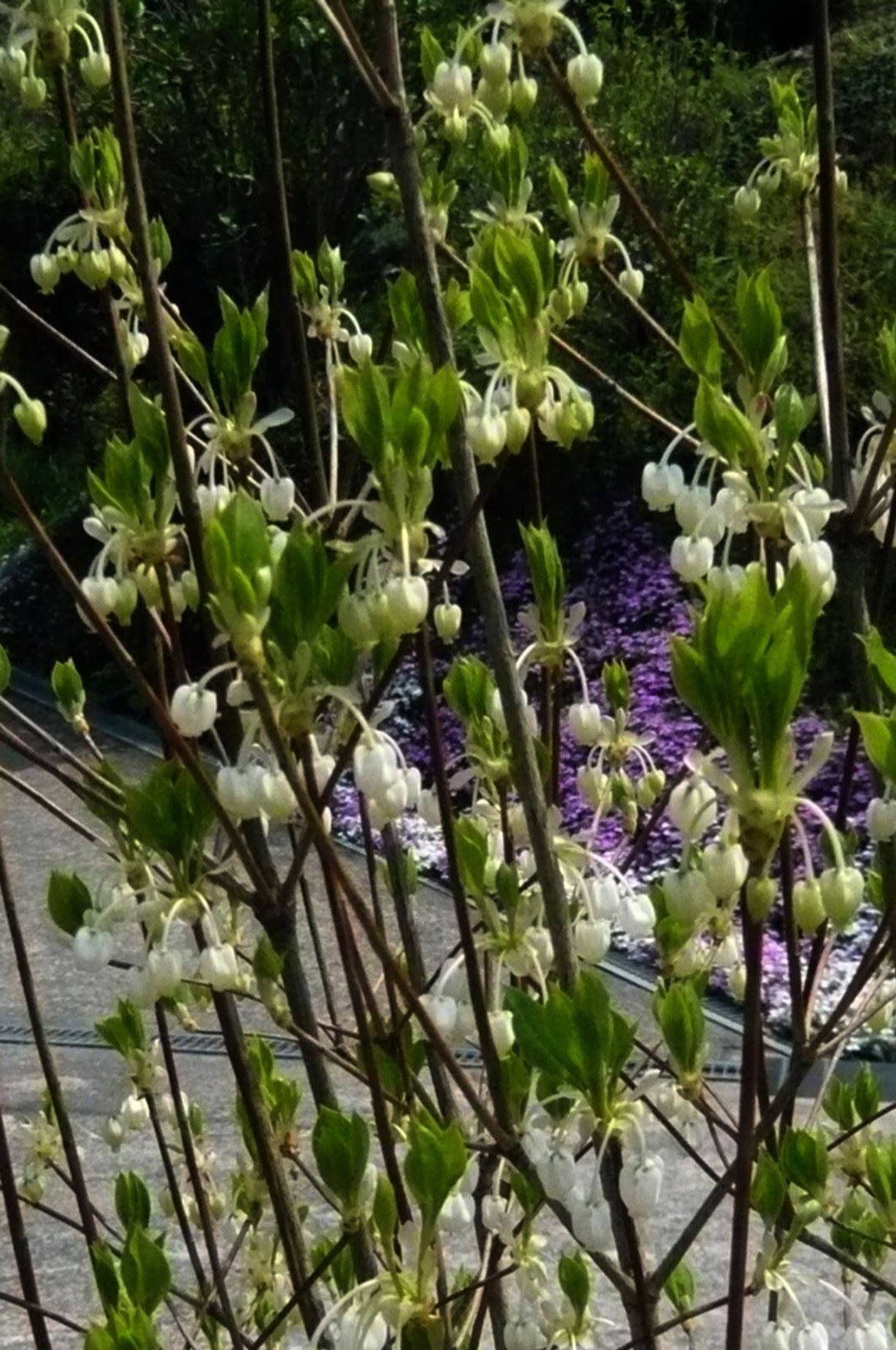 庭に咲く花 余生のつれづれに
