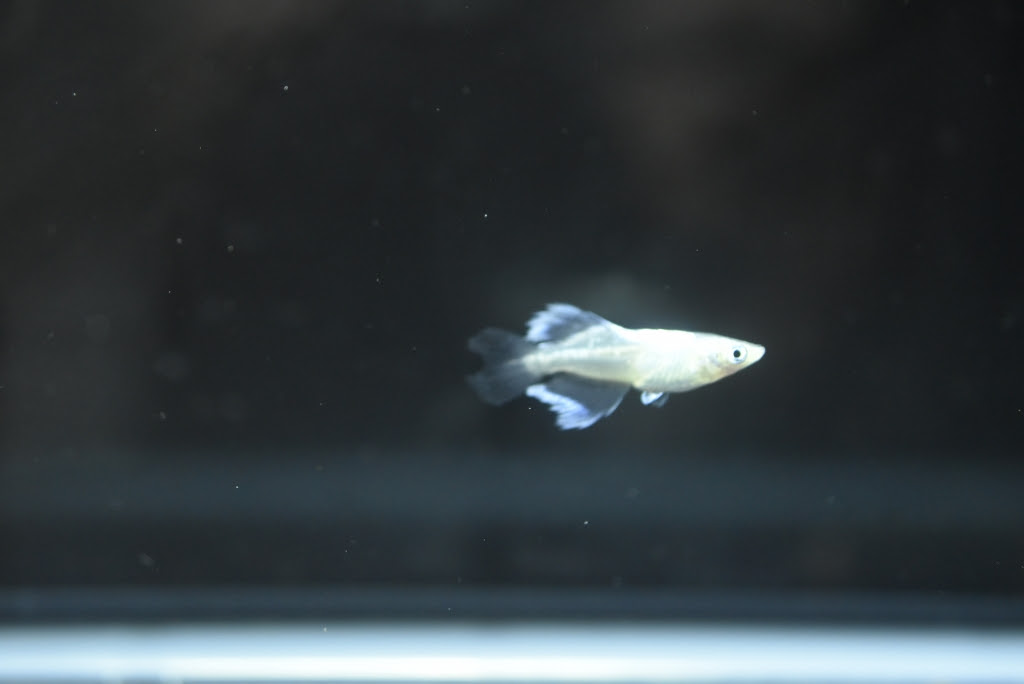 青蝶ヒカリ めだか屋悠遊
