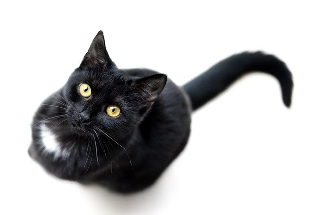 獣医師監修 猫が自分の尻尾を追いかけるのは何故 常同行動とその対処法を学ぶ