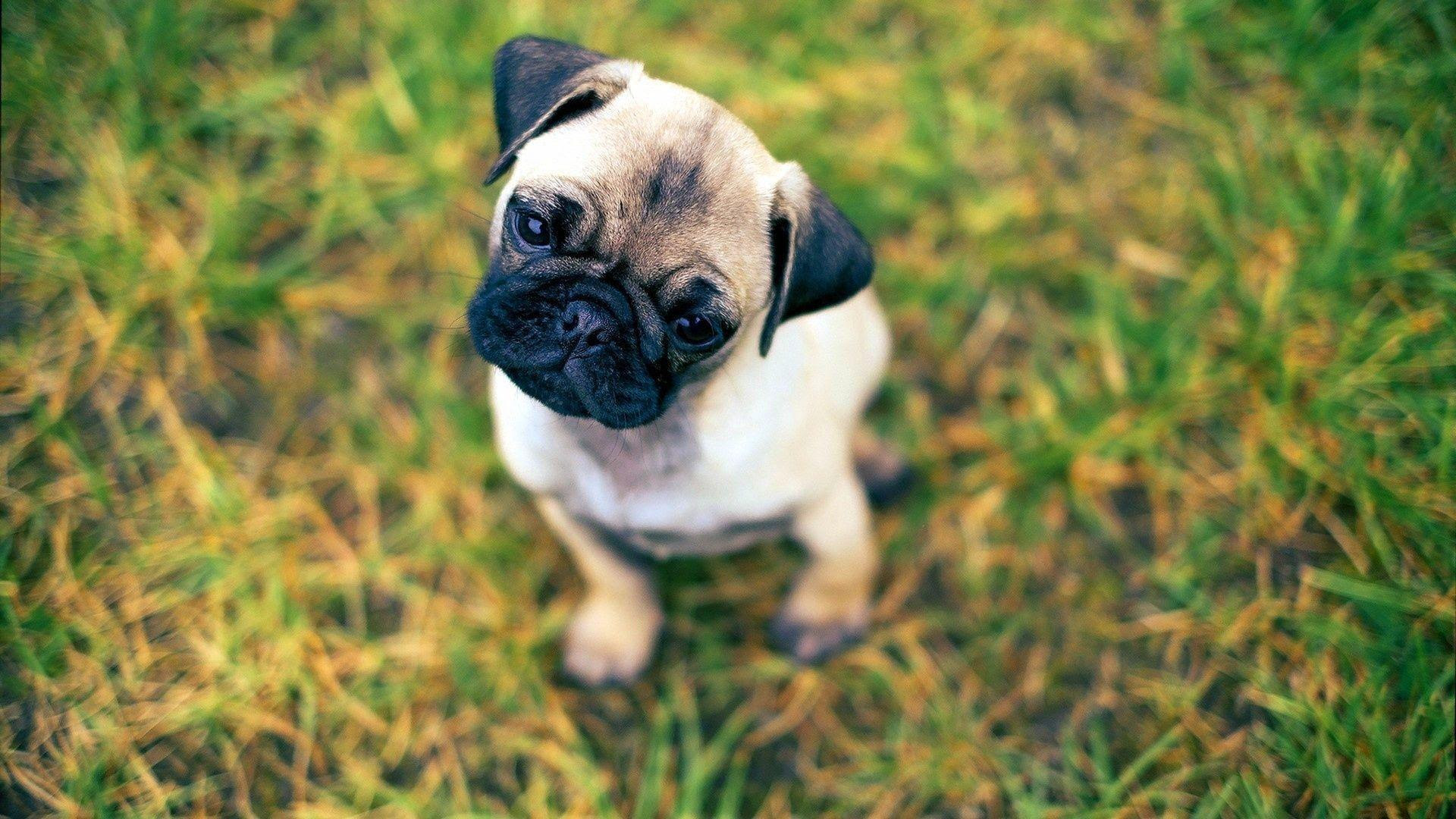 Pug Puppy Wallpapers Wallpaper Cave Pug Puppy Wallpapers Wallpaper Cave
