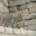 Cat on a wall. A cat walking on a stone wall.