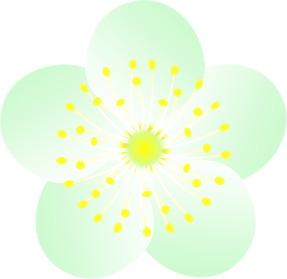 白い梅の花のイラスト 無料イラスト素材 ちいさないきもの