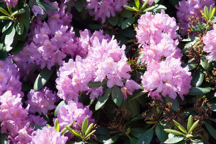 What Flowers Bloom in February? | Garden Guides