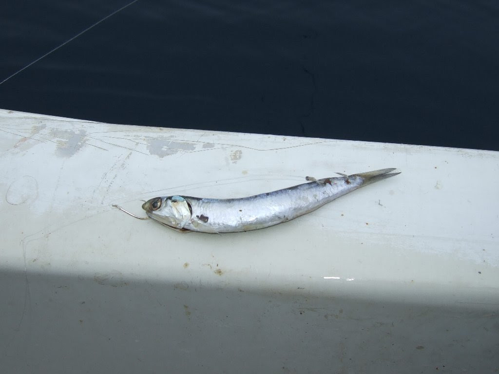 お魚は冷凍イワシがお好き 釣れたかな 海映丸の釣行記 いわき釣果情報