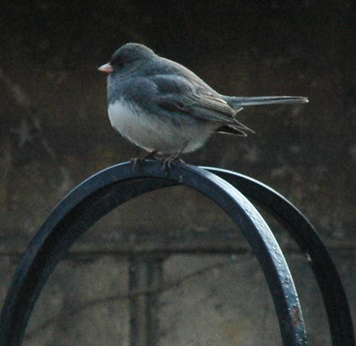 Slate-Colored Junco, Junco hyemalis hyemalis