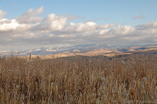 Grasses at the top