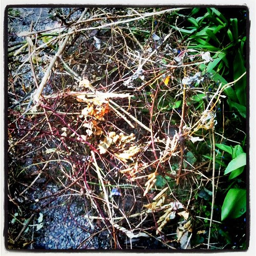 the before-everything-is-garden-pretty