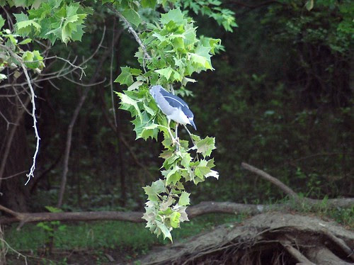 Black-Crowned Night Heron by David P James