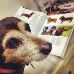 So many dachshunds!!!
