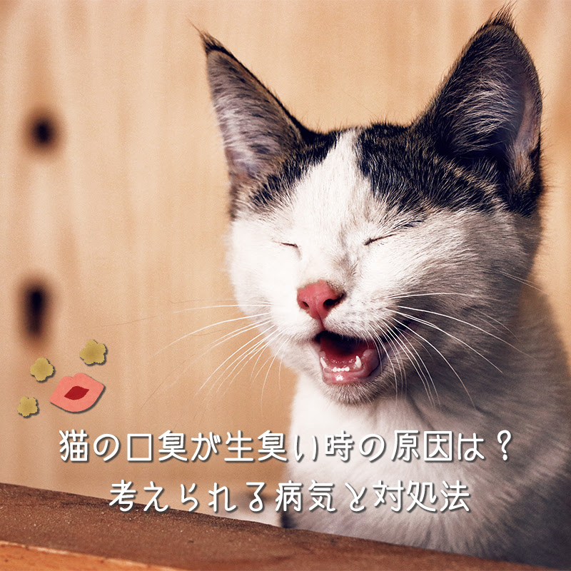猫の口臭が生臭い時の原因は 考えられる病気と対処法