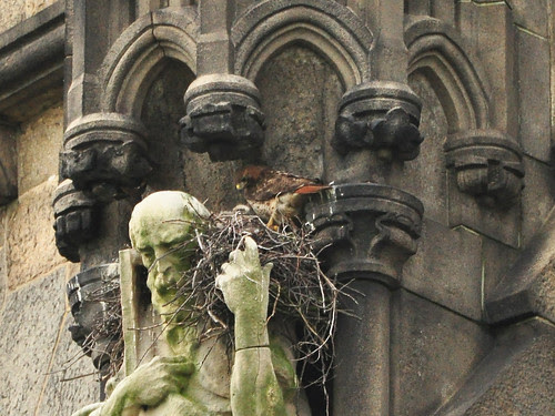 Isolde and Nestling