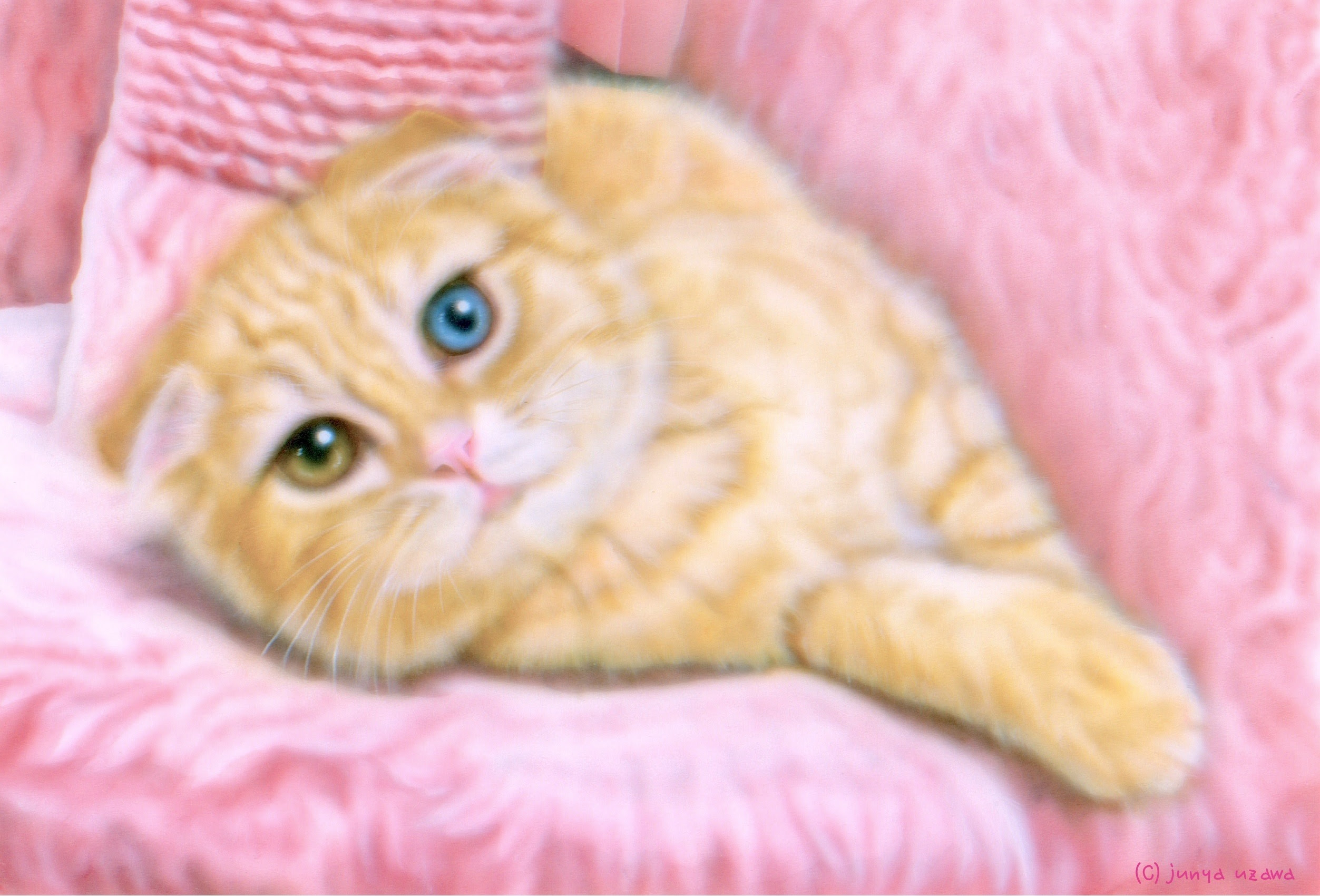 リアリズム絵画 動物の絵 動物イラスト 子猫の絵 B K S N スコティッシュ オッドアイ