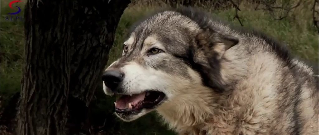 Mediafire Resumable Download Links For Hollywood Movie Wolf Town (2011) In Hindi Dubbed