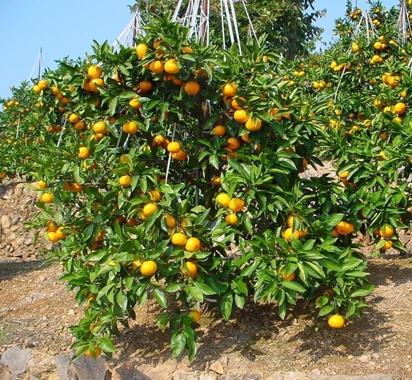 有田みかんの 旬