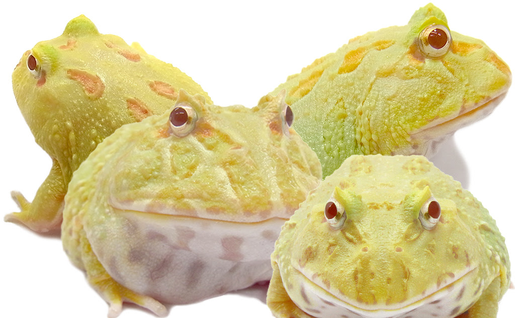 ライムグリーンアルビノツノガエル ツノガエルのブリーダーnuance 飼育 販売 Pacman Frog