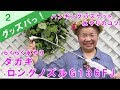最高のコレクション 観葉植物 吊るす 水やり 111083-観葉植物 吊るす 水やり