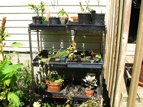 2009-06-26; the nursery needs a clean-up.