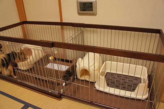 幻想 基本的な バット 犬 サークル レイアウト Traila Org