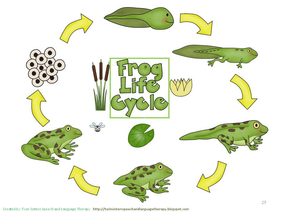 life cycle of a frog clipart - Clip Art Library