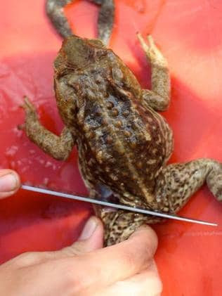 Cane toads: Turning pest into pesto for a fine feral food ...