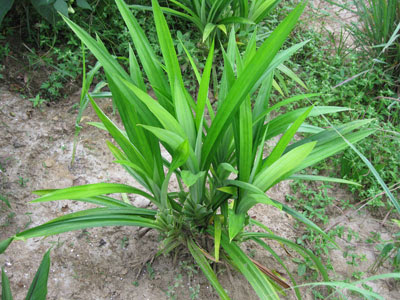 Pandan dan kegunaannya  Segalanya Tentang Tumbuhan