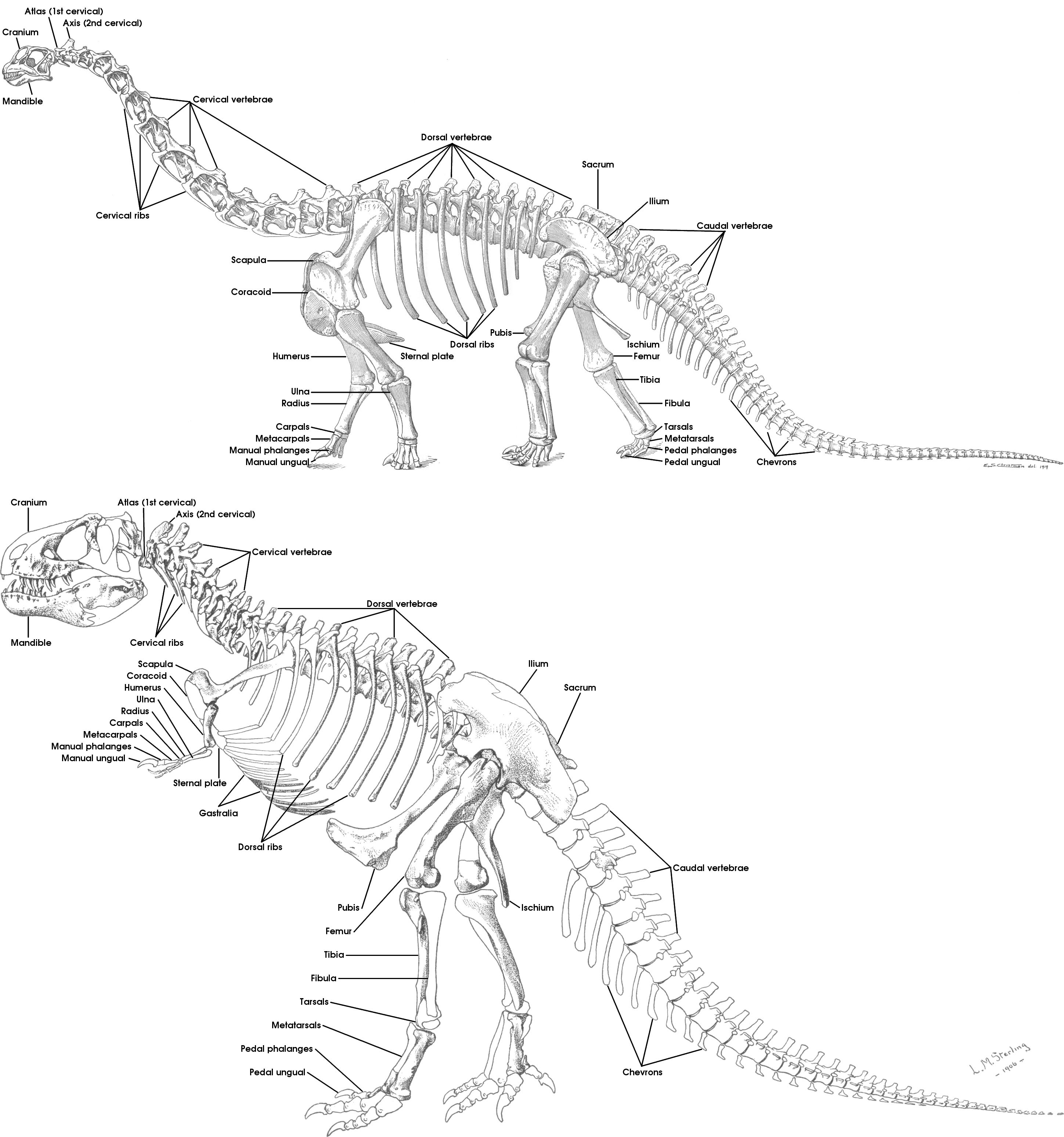 Geol 104 Our Bodies Our Selves Introduction To Vertebrate Osteology
