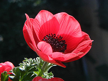 ガーデニングの定番中の定番の花 アネモネの育て方まとめ