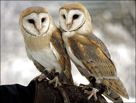  bahkan jadi ini yaitu simbol bagi mereka Album Barn Owl tidak terkenal semakin