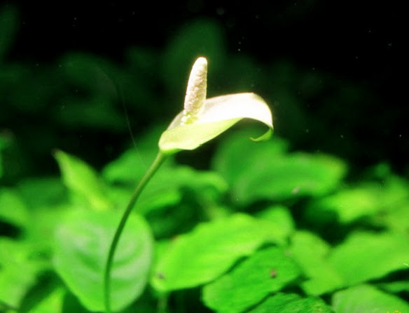 Aquarium
