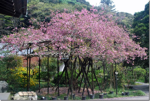 名木を訪ねて ハナカイドウ 鎌倉 光則寺 フォトギャラリー 新かながわ