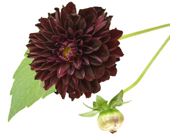 Flower Note 名前一覧 ダリア