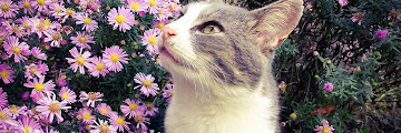 Flowers Safe For Cats Aspca : List of Non-Toxic, Pet Friendly Plants & Flowers | Teleflora : However, they do not figure in the listing of the aspca.