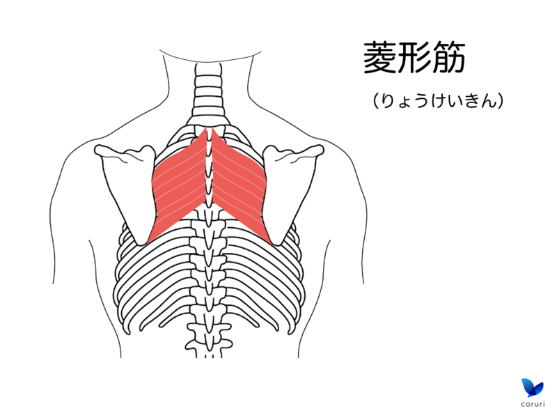 肩こり解消 図解 肩こりの原因になりやすい筋肉まとめ バレエヨガインストラクター三科絵理のブログ