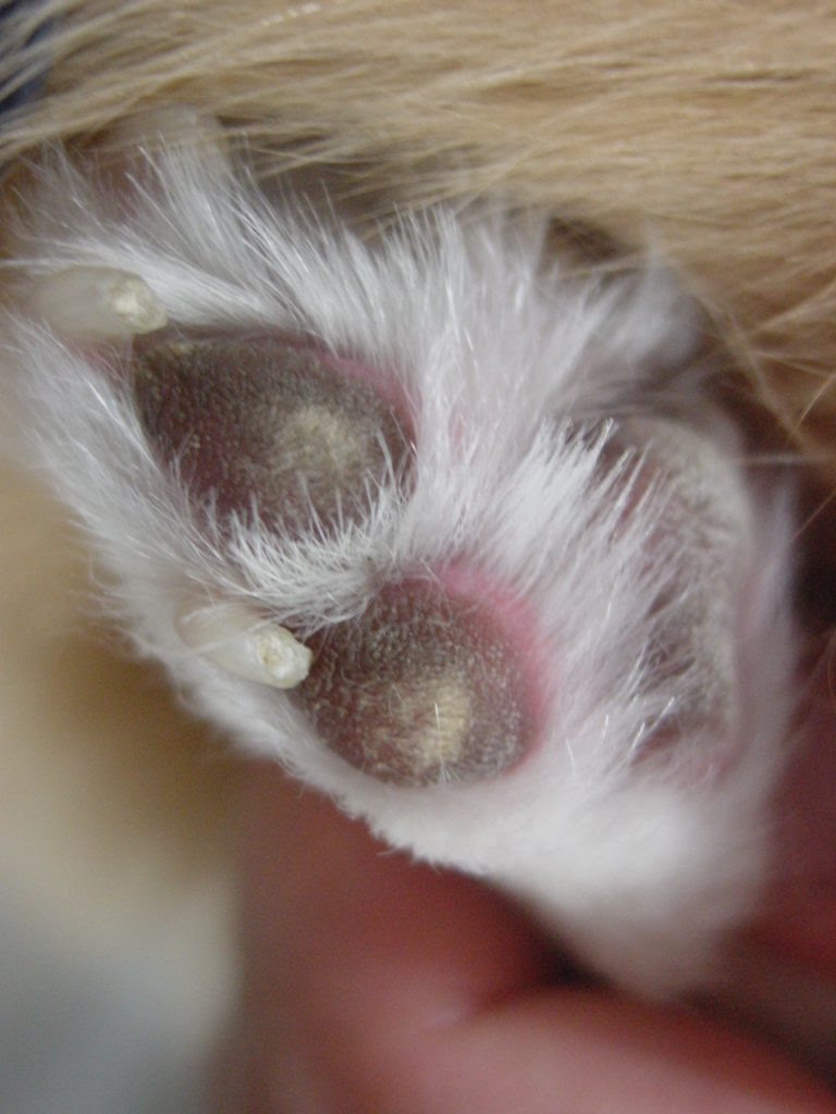 オークどうぶつ病院 オークどうぶつ病院けやき 福岡市 犬 猫 エキゾチックの診察 治療 健康診断 ペットホテル 獣医師求人情報 前肢の びっこ