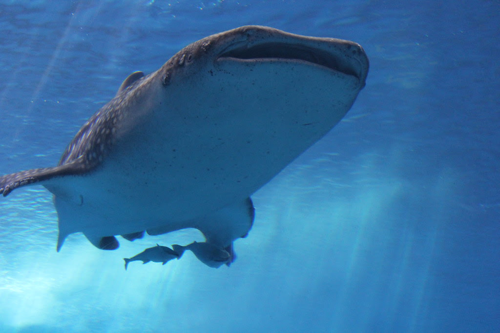 海で最大の生き物 ジンベイザメの高画質画像まとめ 写真まとめサイト Pictas