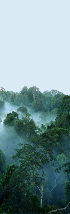 Acai Forest