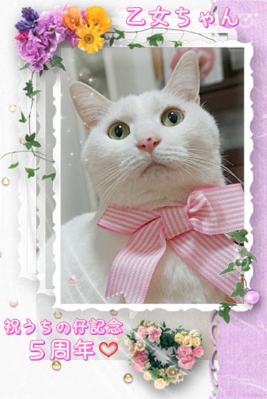 おしゃれキャット マリーちゃんグッズ What S Michael That Smichael