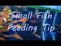 Aquarium fish food small fish feed small goldfish tropical fish all
love to eat delicious food 12 g
