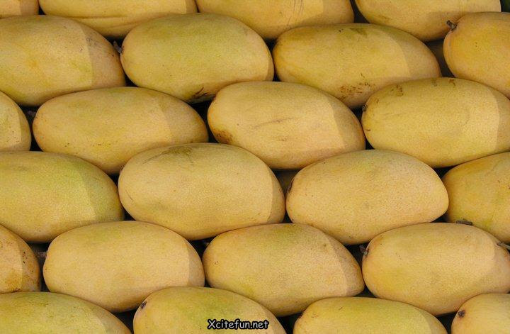 Types Of Mango  King of Fruit Types Of Mango  King of Fruit