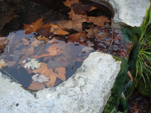 feuilles mortes dans la fontaine, sources de la Brague.jpg