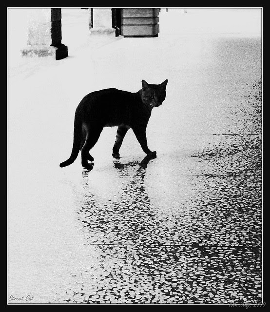 street-cat-,-a